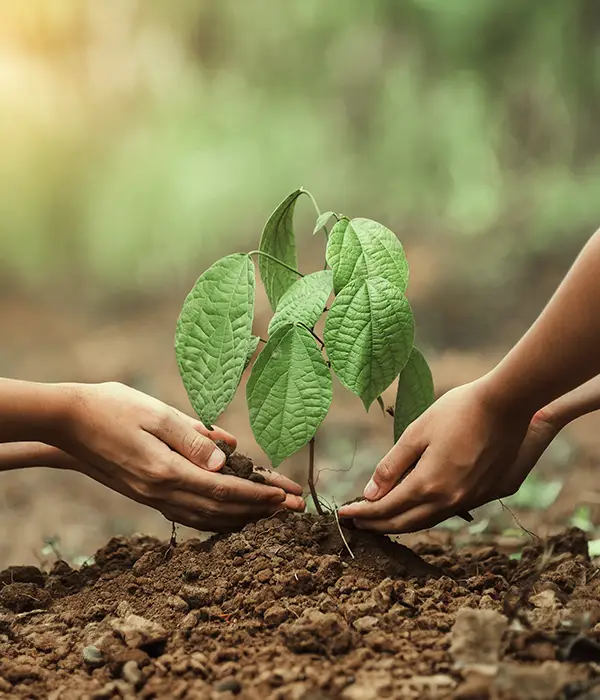tree planting bucket v2
