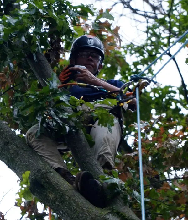 tree pruning bucket v2