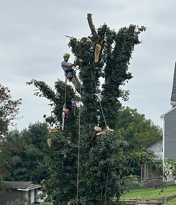 tree removal bucket v2